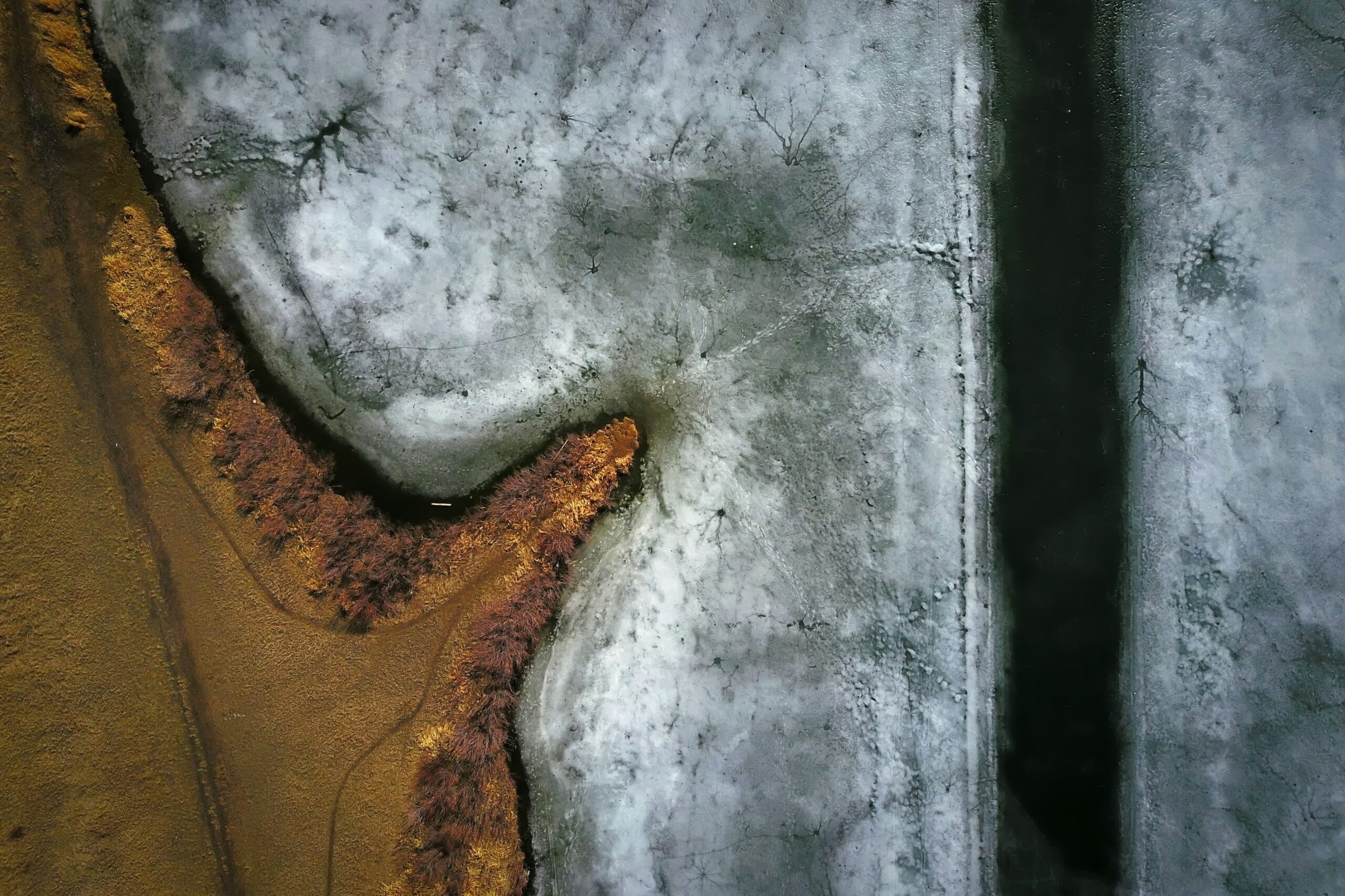 mold damage inspection