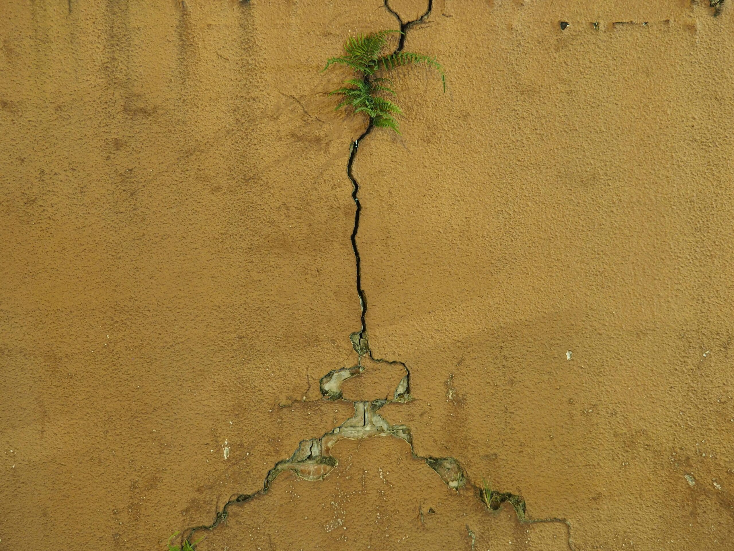 Severe mold growth on a wall requiring structural repairs